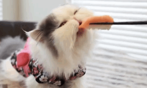 gif cat sushi